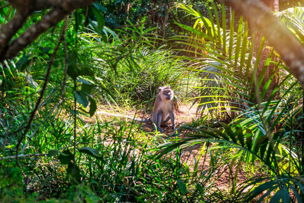 istock Monkey in the tropical forest of Mauritius, Africa. 2151130148