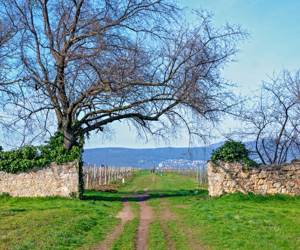 istock first Viennese water conduit way 2151130781