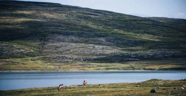 Nature, landscape and birds from Furuhaugli a bit from Dombås in Norway. The mountain is called Dovrefjell and the nature, the environment is wonderfully beautiful.