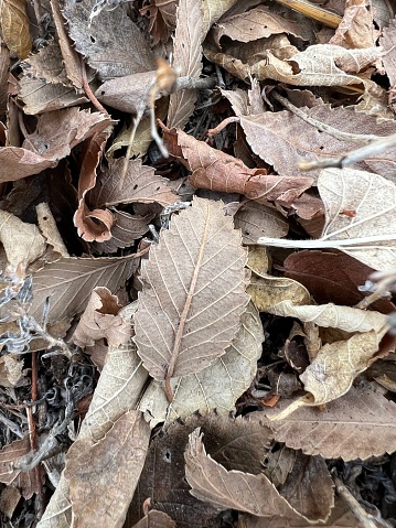 A bed of dry leaves