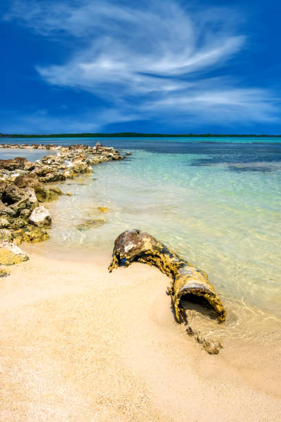 istock Decaying Tree Log On Bonaire Beach In The Caribbean 2151132415