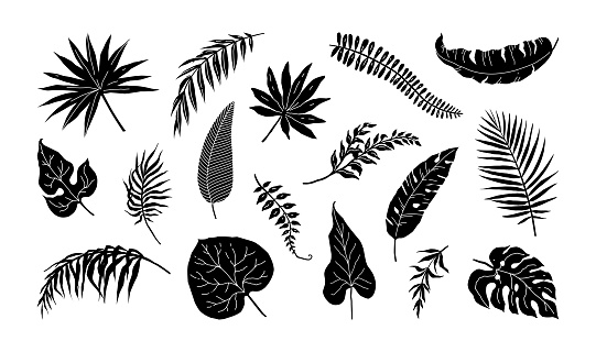 Palm leaf. Plant silhouette, jungle frond, summer tree branch foliage, exotic beach. Rainforest Hawaii flora, monstera and banana foliage. Decorative objects botanic graphic. Vector isolated elements