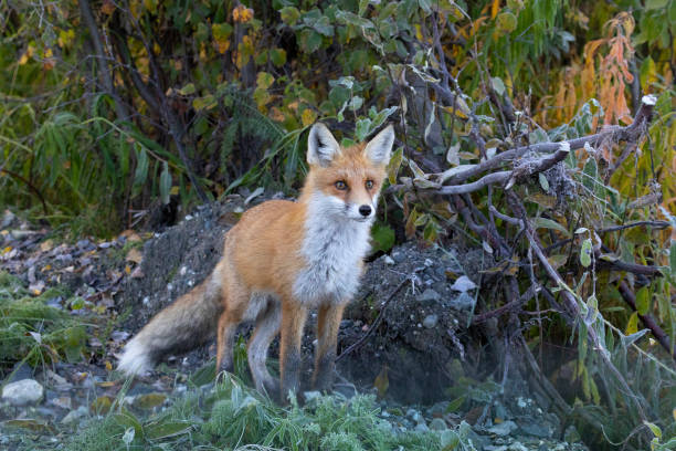Red fox watches carefully from the bushes