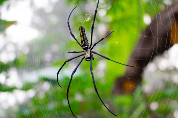 istock the beauty of spiders 2151132836