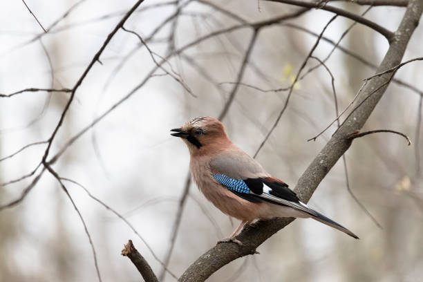 istock Jay bird sits on a tree branch close up 2151132837