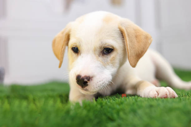 Labrador puppy portrait resting on the grass with blur background. Close-up portrait.