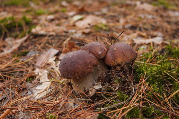 White mushroom in the forest. (Boletus edulis). Small depth of field.