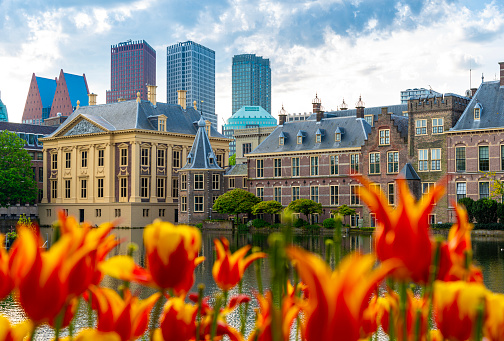 Binnenhof castle (Dutch Parliament) cityscape downtown skyline of Hague in Netherlands at dawn.  In the foreground orange tulips.