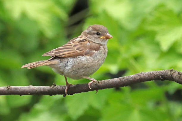 House Sparrow - House Sparrow (Passer domesticus).