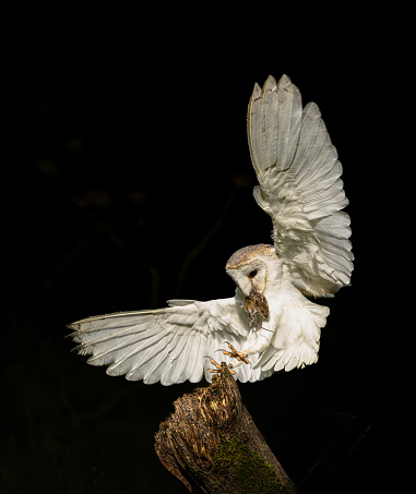 Barn owl in flight with wood mouse in its beak coming into land on tree stump