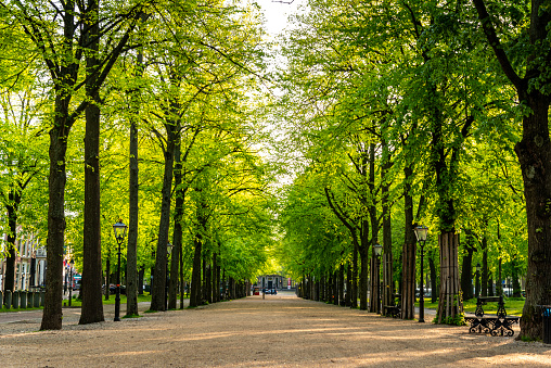 Lange Voorhout,  Treelined , The Hague,Spring time, The Netherlands