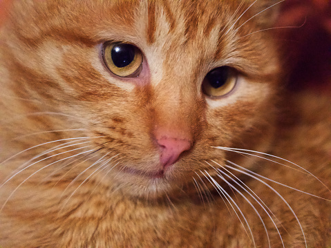 Portrait of an adult red cat, close-up. A cat with an expressive look. A pet.