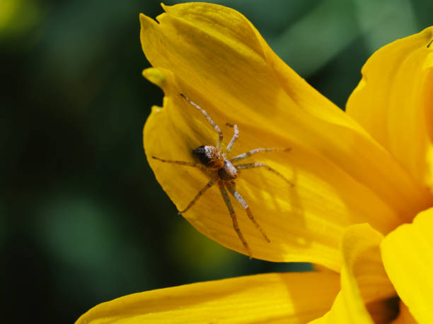 istock A tiny spider on a yellow flower petal. Macrophoto. 2151138187