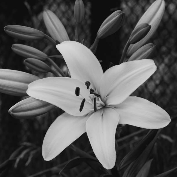 Single large lily flower. A flower with large petals.