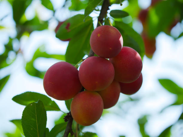 istock Ripe cherry plum on a branch, close-up. Fruit of a fruit tree. 2151138455