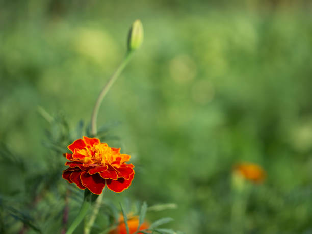 istock Marigold flower close-up on a blurry background. Copyspace. 2151138524
