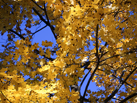 Bright autumn leaves against the blue sky. Yellow maple leaves on tree branches.