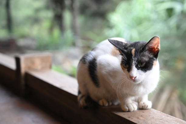 istock Cat Sitting On Fence 2151138695