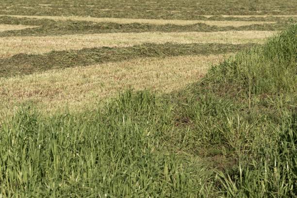 istock Freshly mown meadow in spring 2151138727