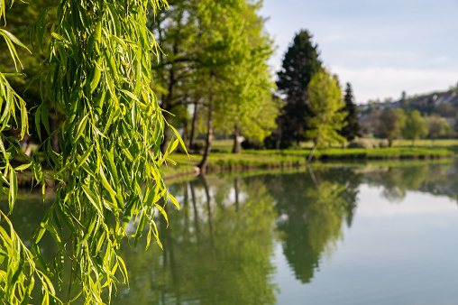 Close-up picture of a willow tree near the Boating Lake in Ajka on a sunny day in springtime.