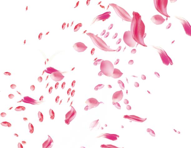 Pink rose petals on a white background.