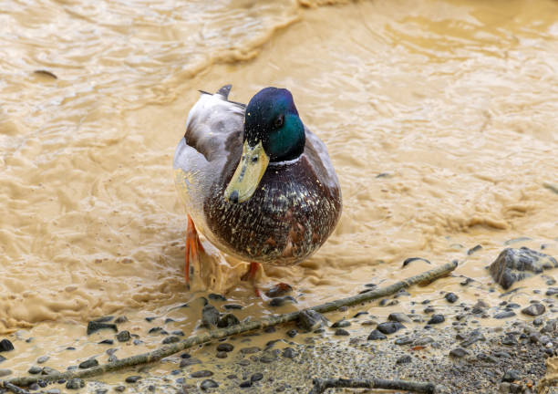 Mallard drake in lake coloured yellow from pollen