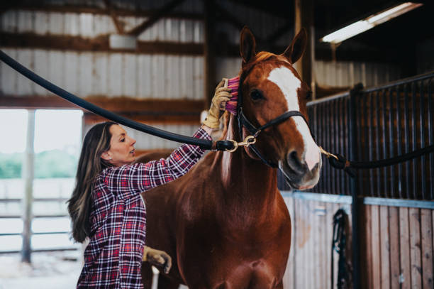 Active woman brushes horse in a barn