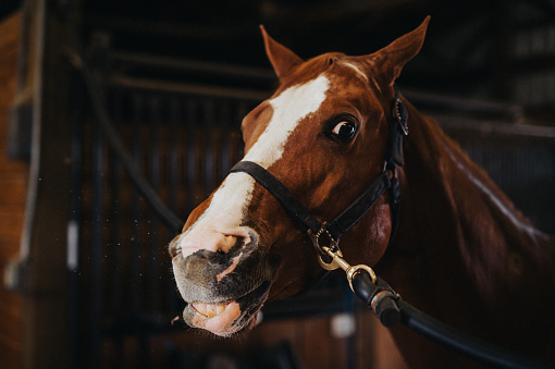 Cropped photo of a brown horse in a barn wearing a harness and making a silly face while neighing.