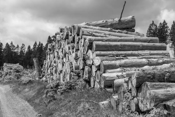 istock Beautiful view of stack of sawn spruce wood 2151139886