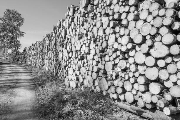 istock Beautiful view of stack of sawn spruce wood 2151139939