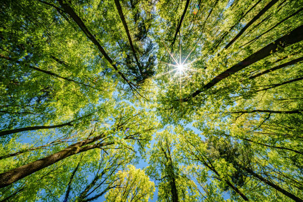 istock looking up at the sun through the trees in a forest 2151140887
