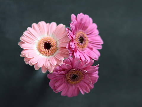 Roze gerbera bloemen