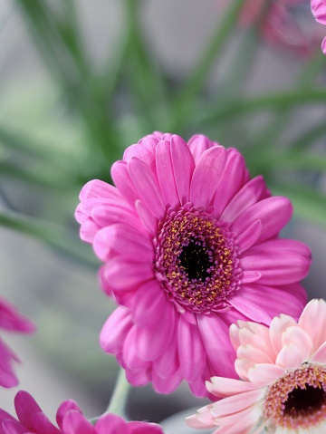 Roze gerbera bloemen