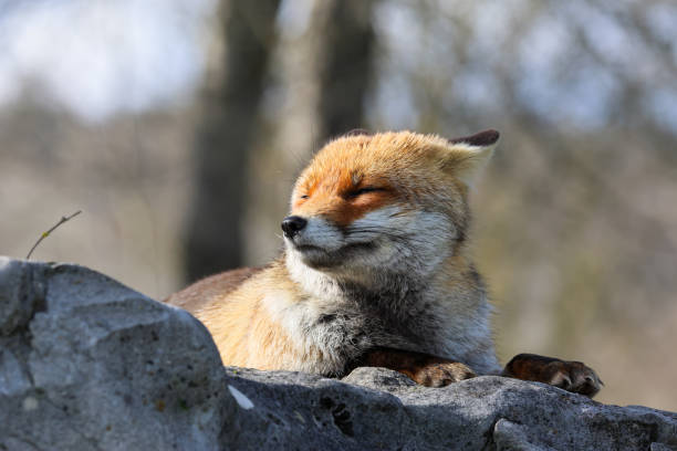 istock The best of nature... Red Fox 2151141246