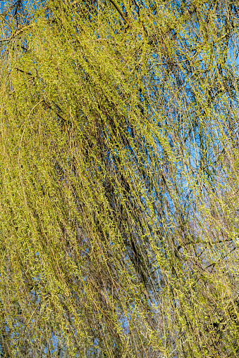 Beautiful weeping willow tree in early spring