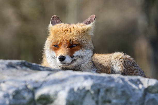 istock The best of nature... Red Fox 2151141744