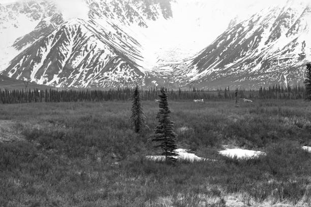 istock Three Elk in Remote Alaskan Landscape 2151142357