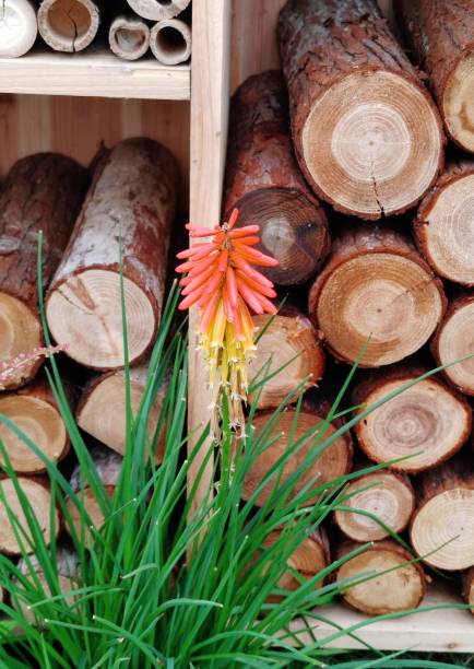 Crude wood