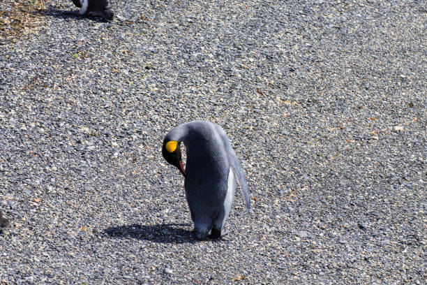 Antarctica king penguin snowy mountain
