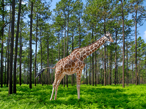 Panorama view of an Adult Giraffe in a Pine Forest with a Sea of Ferns. Digitally created image using my own photos.