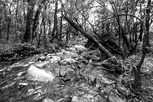 Fast flowing stream, flowing through a montane forest in a sheltered gorge in the Drakensberg mountains of South Africa in black and white. In the interior Afromontane regions of South Africa, forests are predominantly limited to the sheltered gorges, where they are protected from the frequent veld fires.