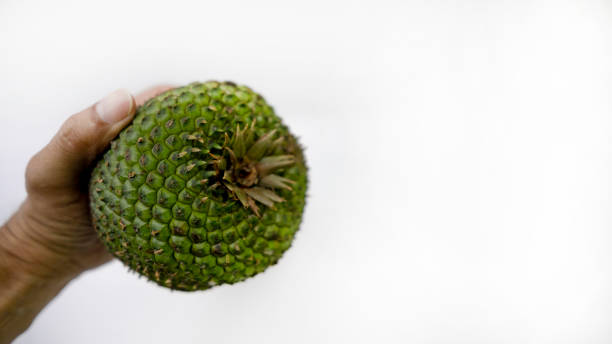 istock Pine nuts and pine cones natural beauty from Brazil 2151146170