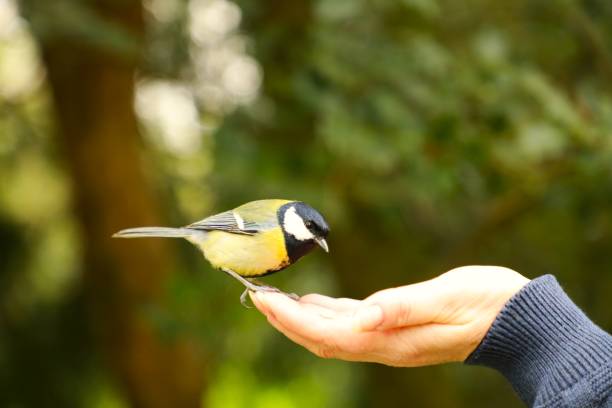 istock Tit on a woman's palm in spring 2151146587