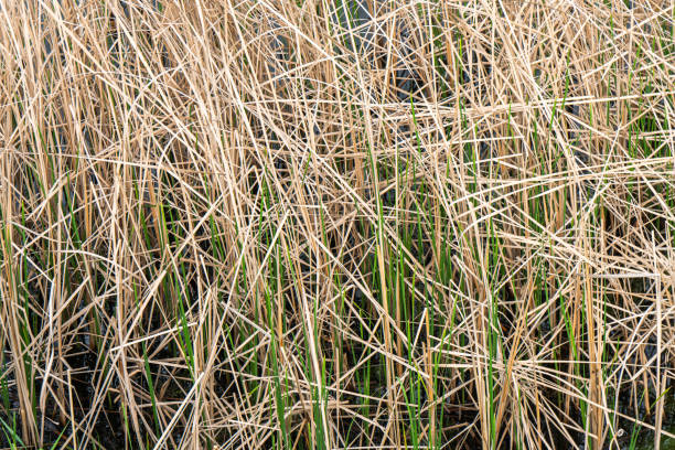 Mix of dry and live reeds in wetland vegetation as textural background
