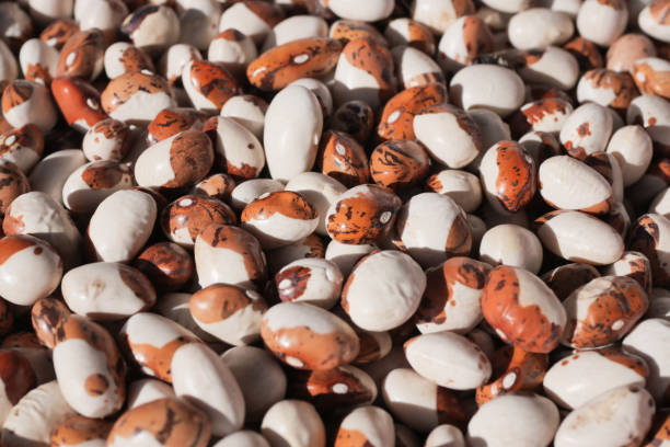 istock Closeup of colourful soy beans texture background. 2151148311