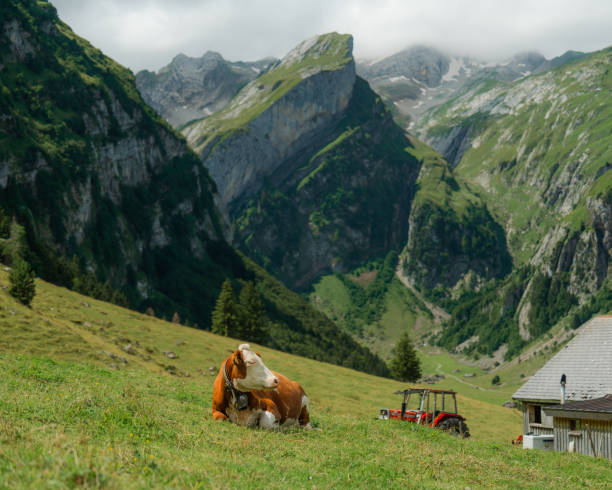 Cows on pasture in Alpe di Siusi in summer