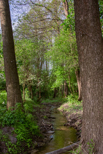 istock View of a wild stream flowing in the forest 2151148653