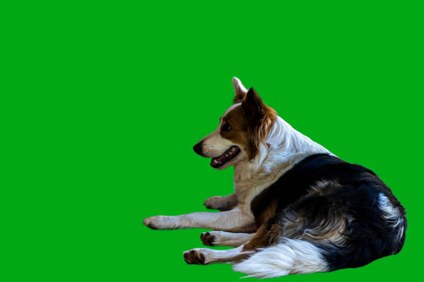 istock Young dog in green chroma key background 2151148663