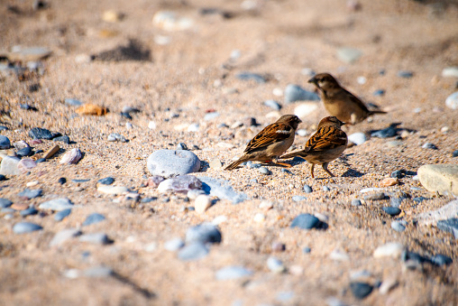 Watch as sparrows frolic and play amidst the coastal sands, adding charm and liveliness to the serene shoreline scene.