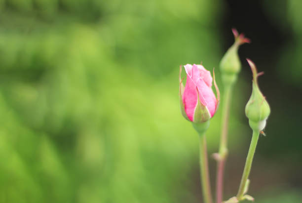 Close up. Pink rose bud in garden. Selective focus on pink rose flower with space for text.